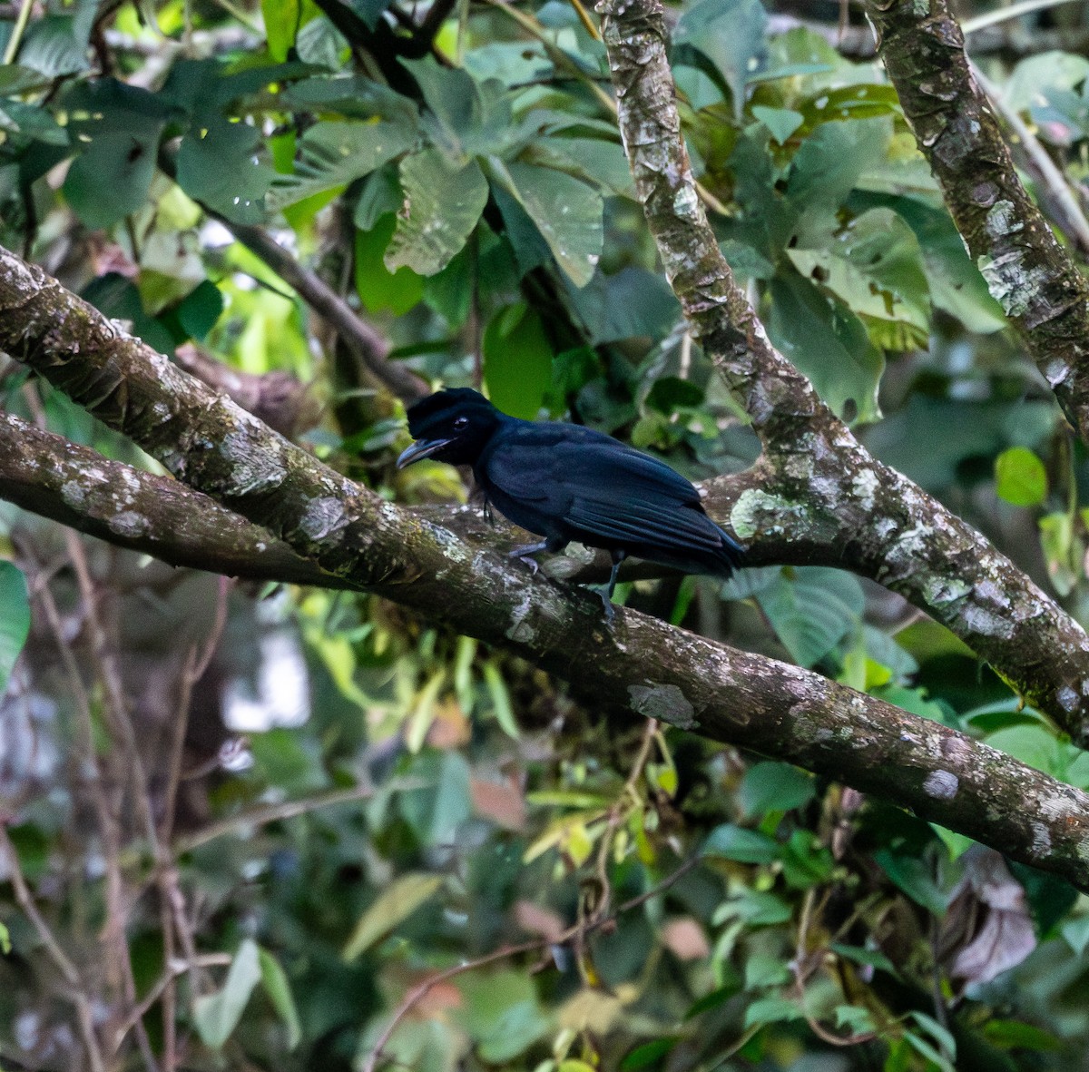 Bare-necked Umbrellabird - ML631482506