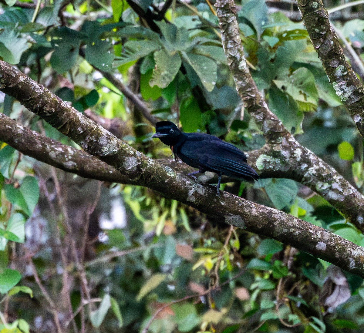Bare-necked Umbrellabird - ML631482507