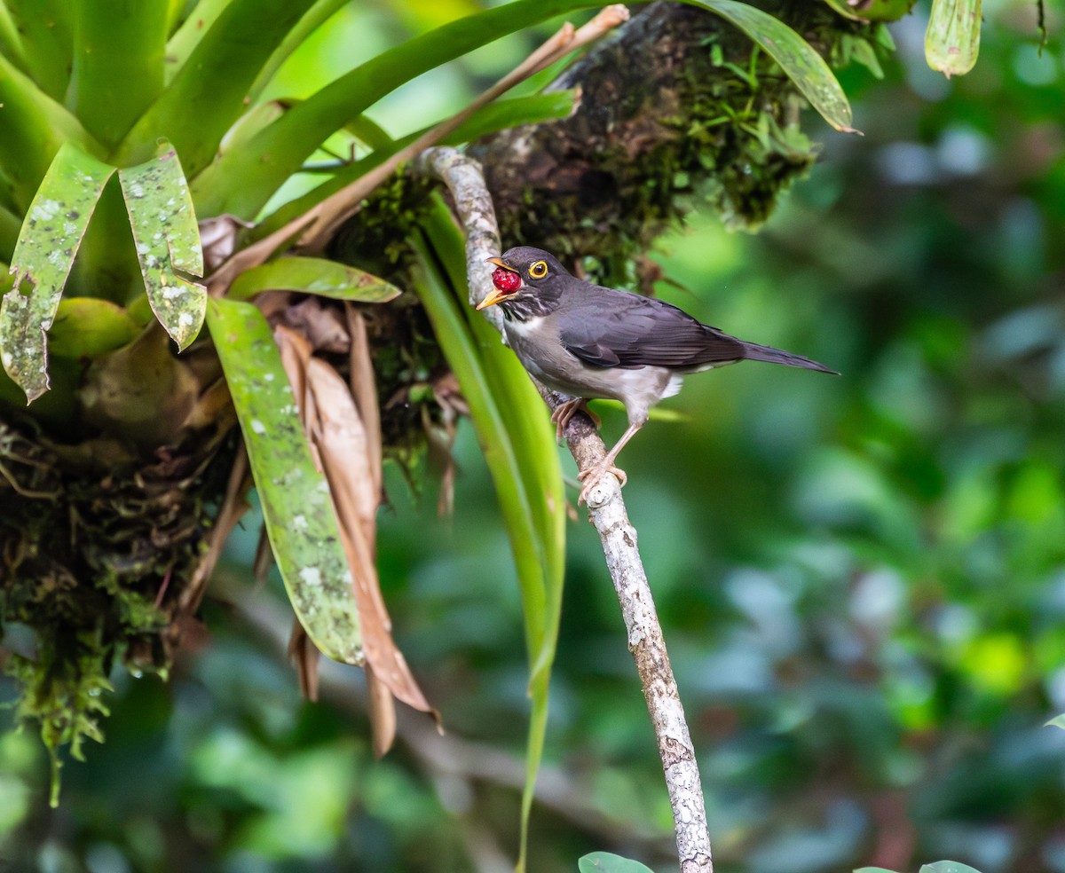 White-throated Thrush - ML631482537