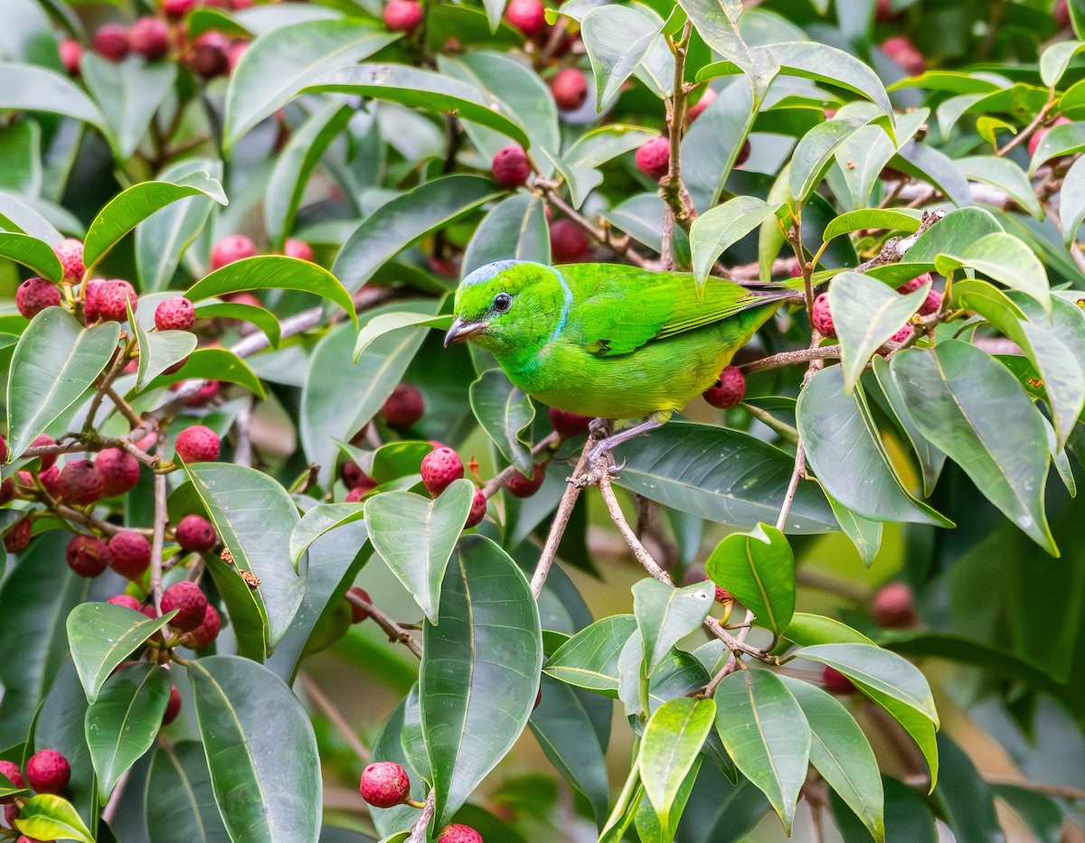 Golden-browed Chlorophonia - ML631482629