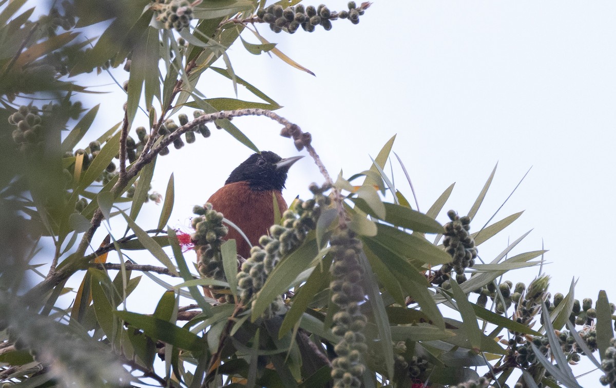 Orchard Oriole - ML631482791