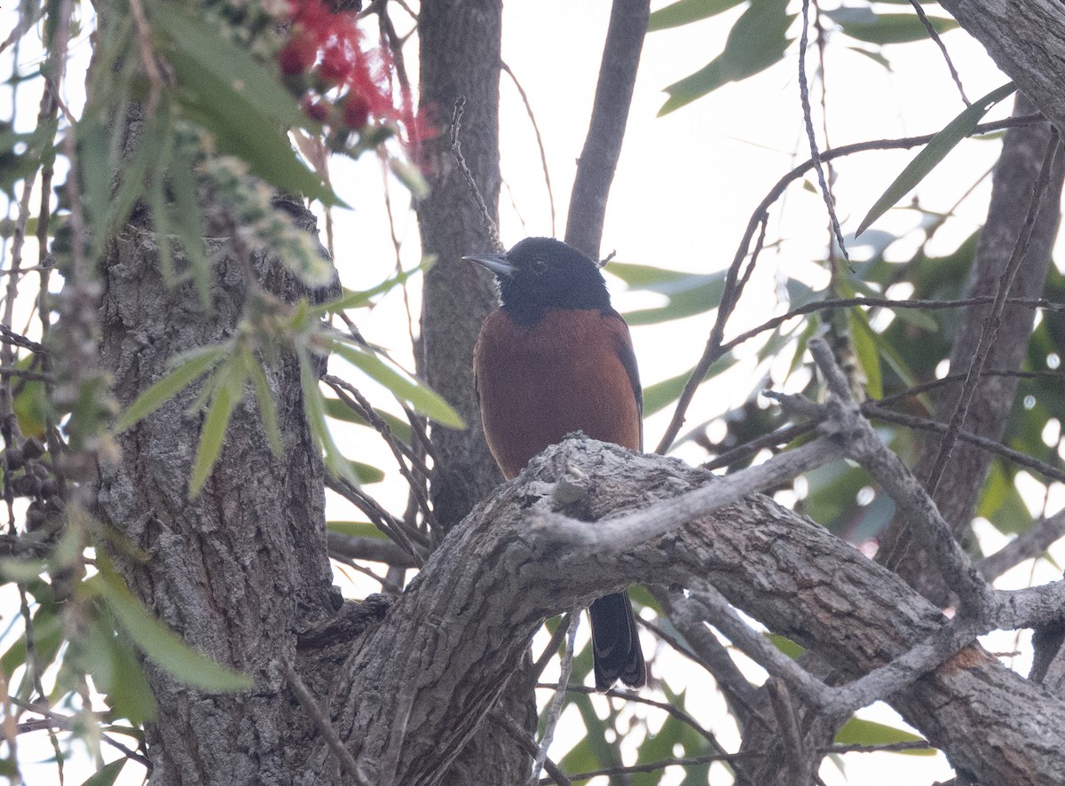 Orchard Oriole - ML631482908