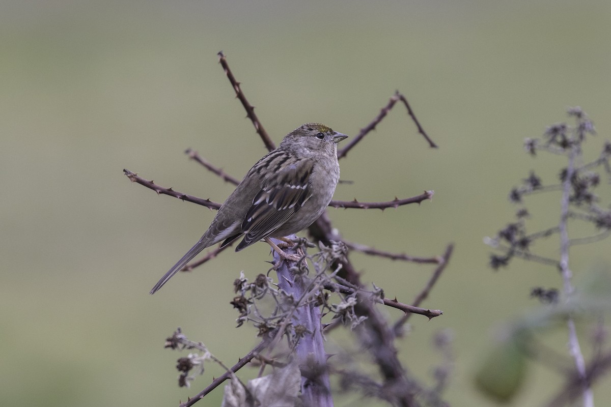 Golden-crowned Sparrow - ML631482911