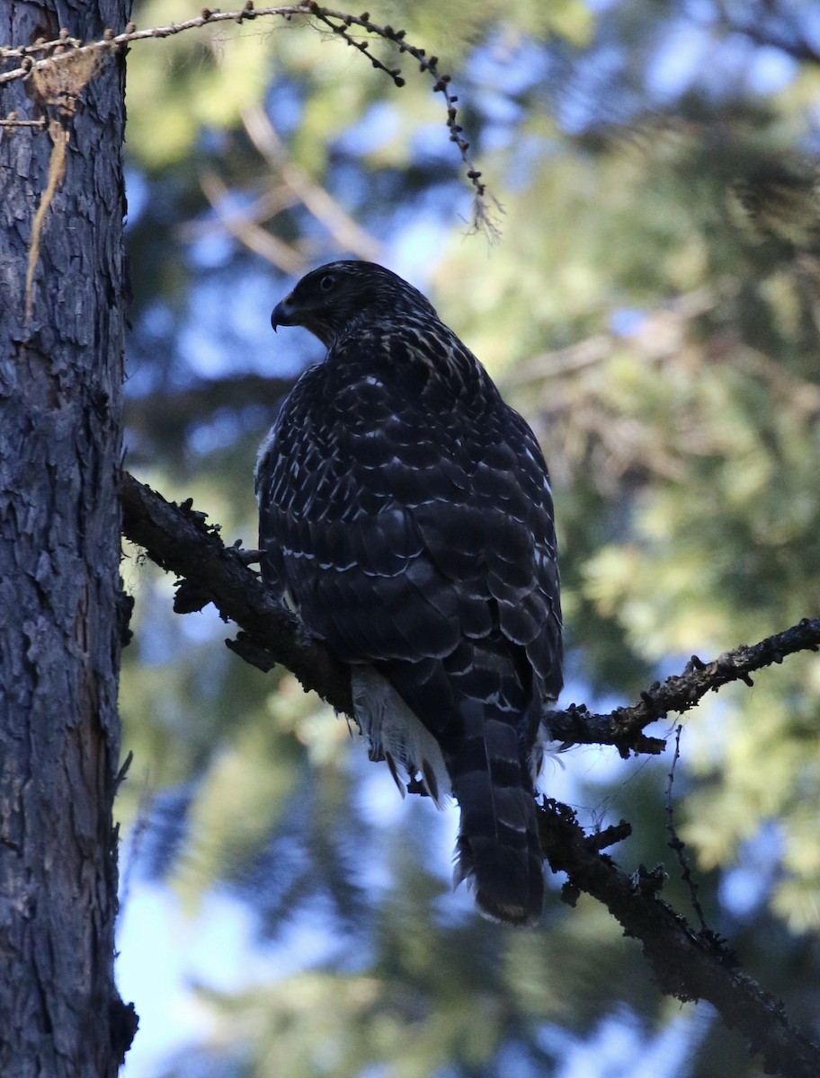 American Goshawk - ML631482925
