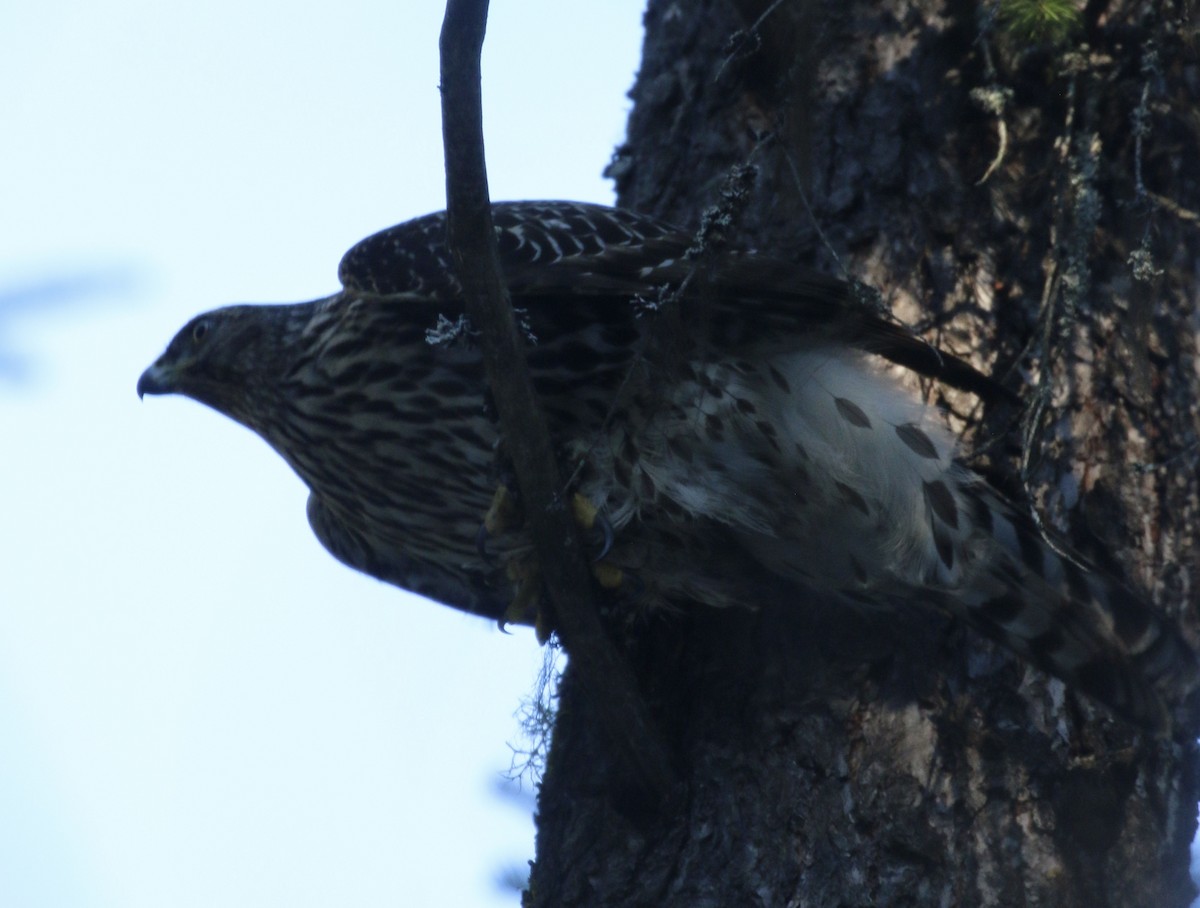 American Goshawk - ML631482926