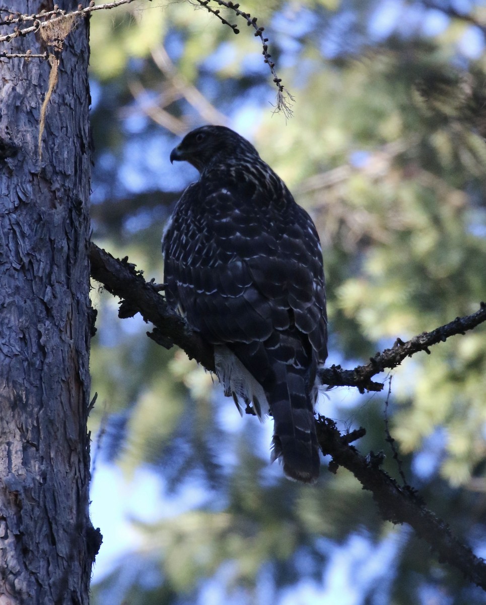 American Goshawk - ML631482927