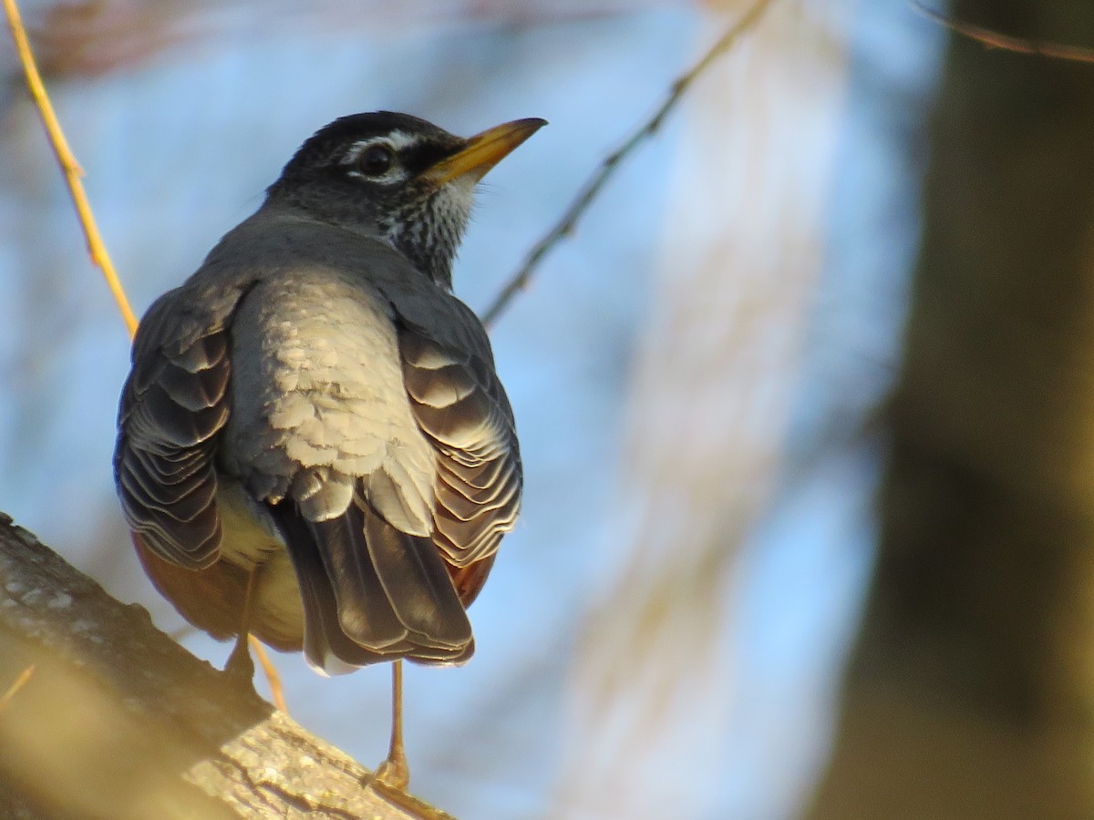 American Robin - ML631482996