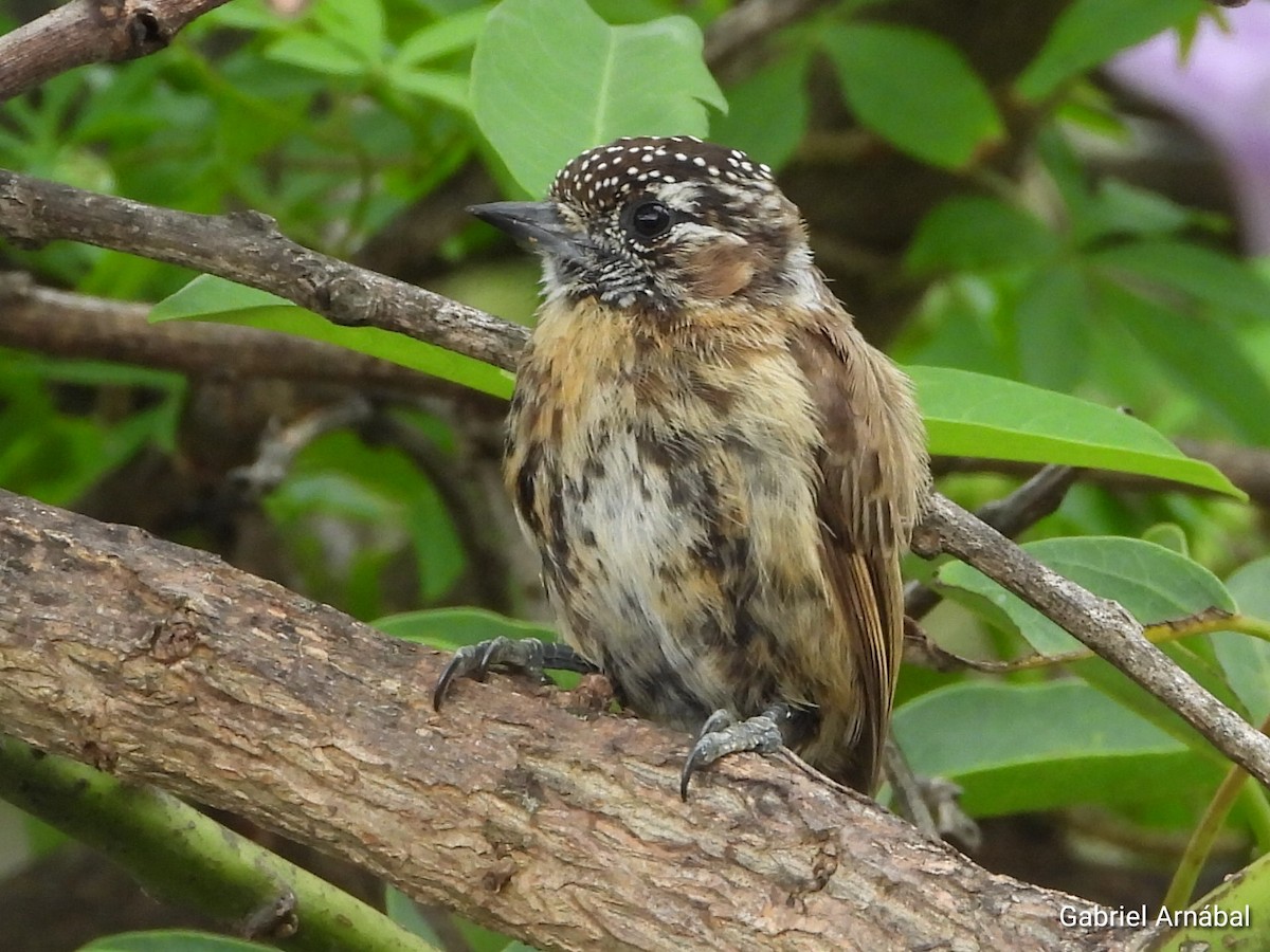 Mottled Piculet - ML631483091