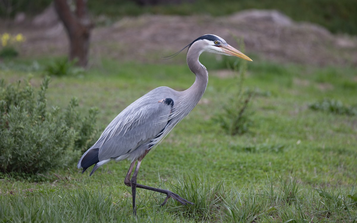 Great Blue Heron - John Callender