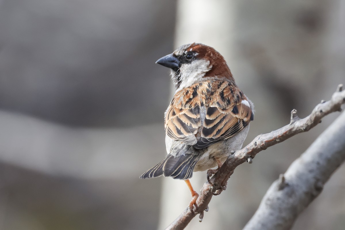 Оронгийн бор шувуу - ML631483136