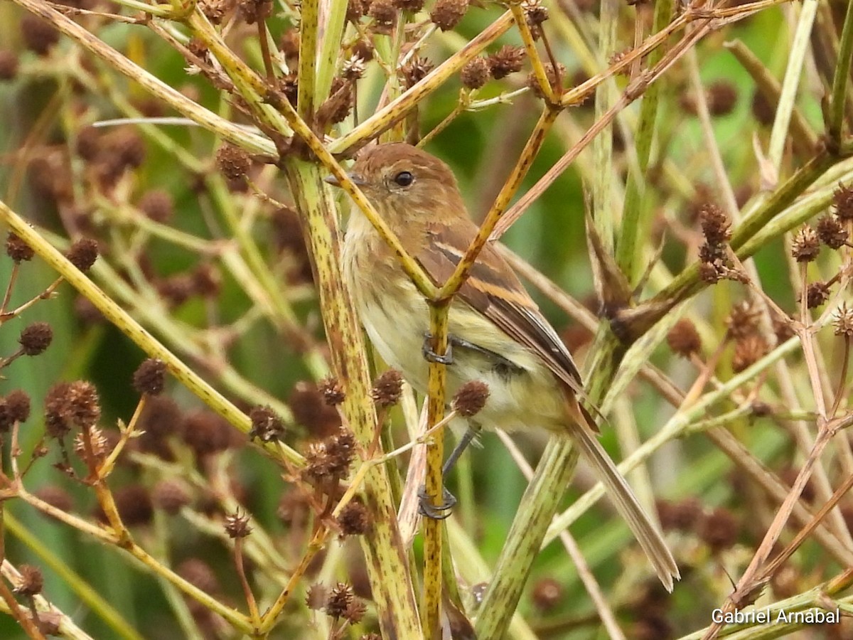 Bran-colored Flycatcher - ML631483164