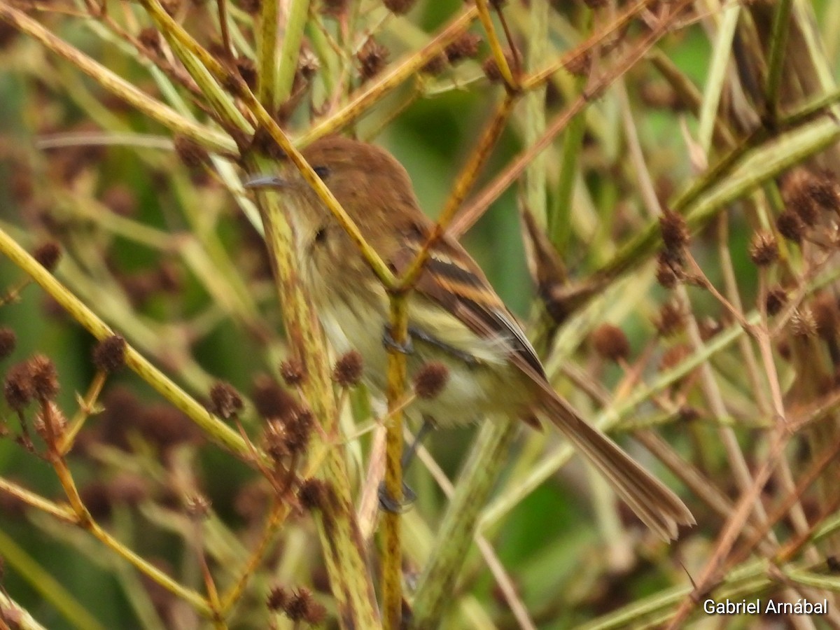 Bran-colored Flycatcher - ML631483166