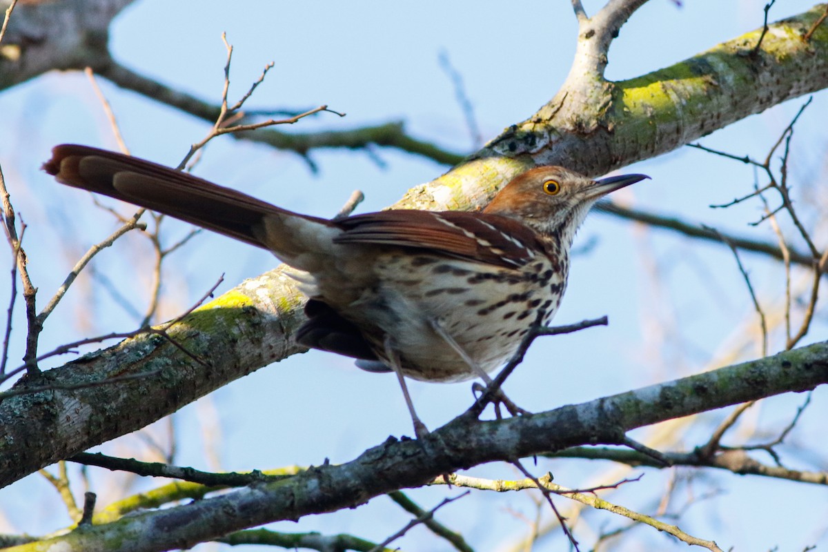 Brown Thrasher - ML631483172