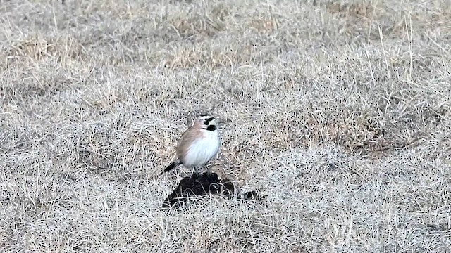 Horned Lark - ML631483199