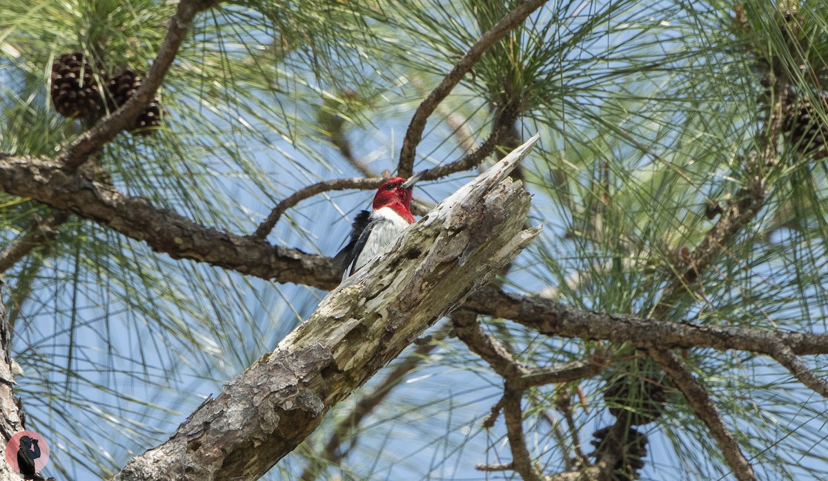 Red-headed Woodpecker - ML631483315