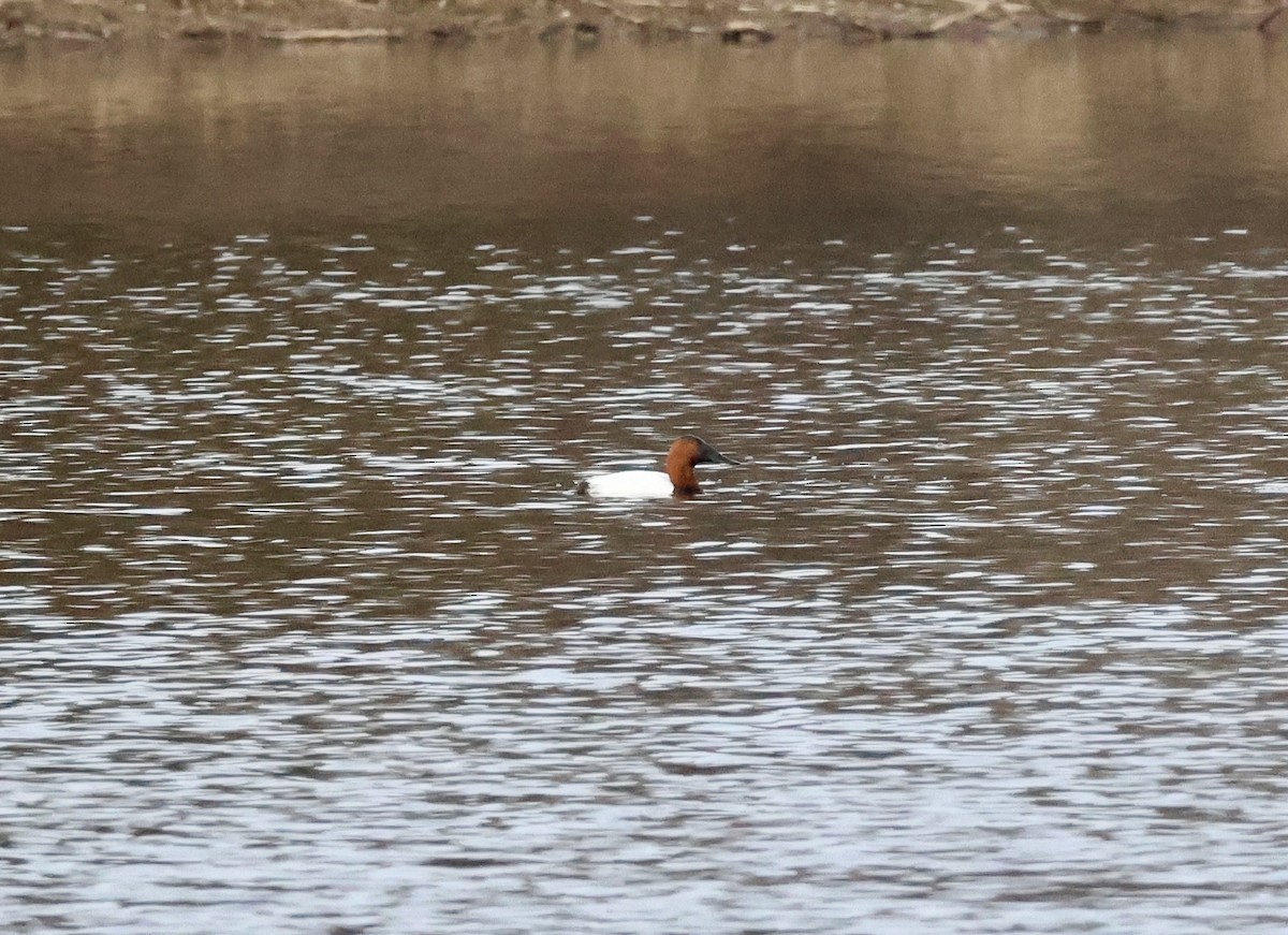 Canvasback - ML631483444