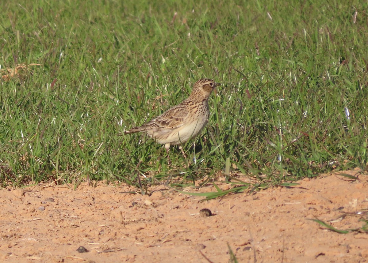 Eurasian Skylark - ML631483488