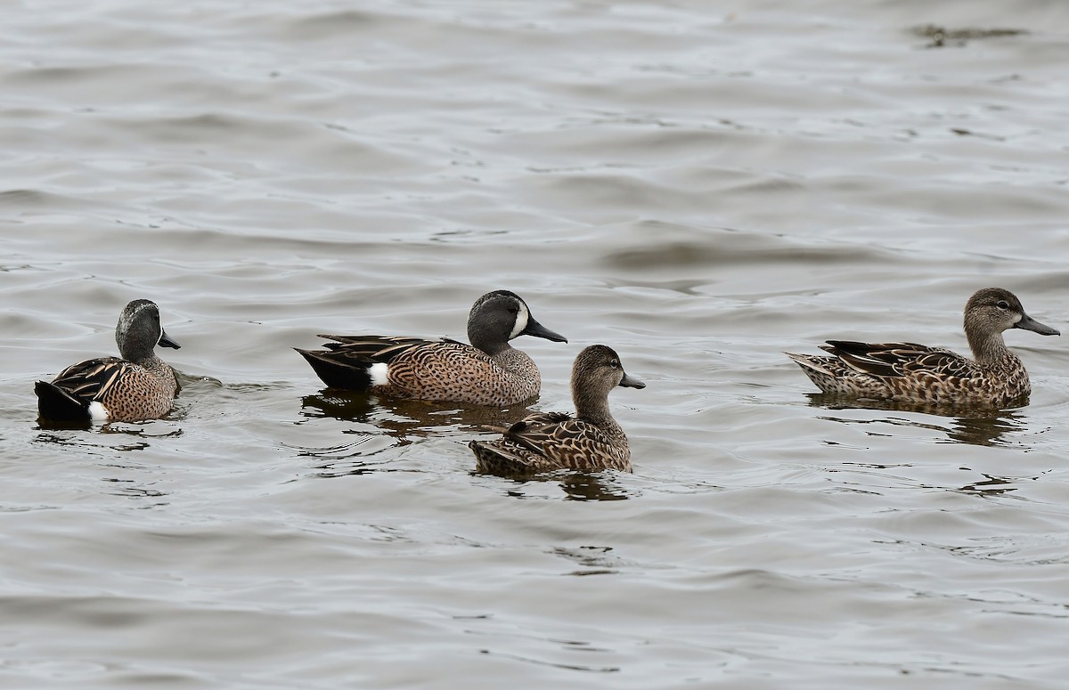Blue-winged Teal - ML631483491