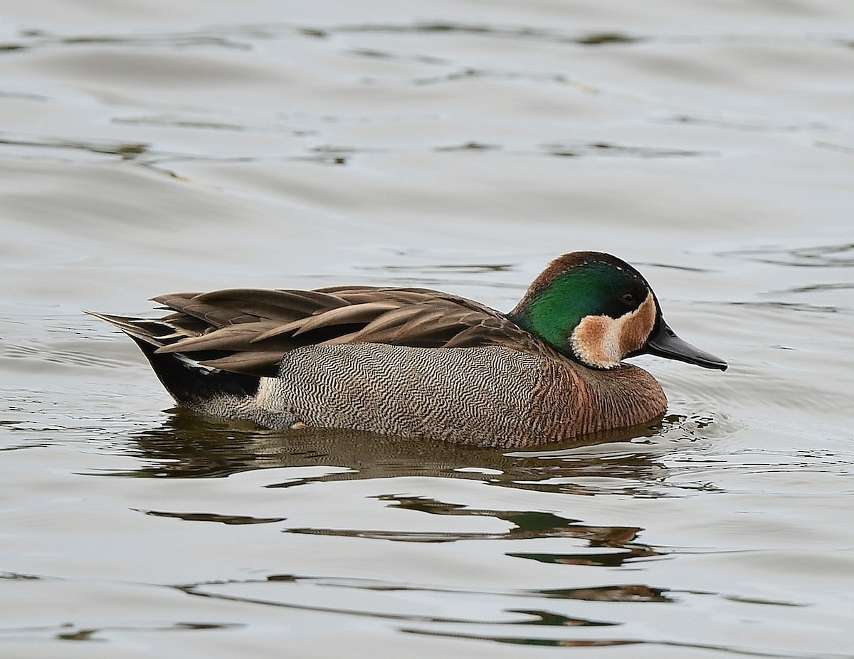 Blue-winged x Green-winged Teal (hybrid) - ML631483505