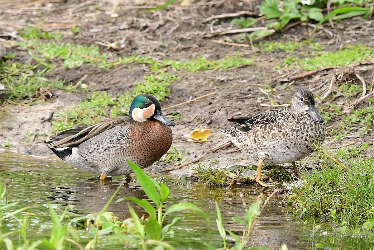 Blue-winged x Green-winged Teal (hybrid) - ML631483507