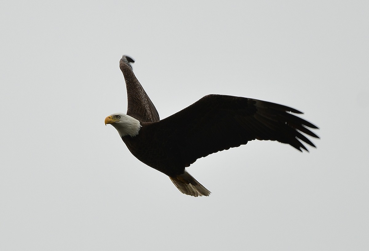 Bald Eagle - ML631483517