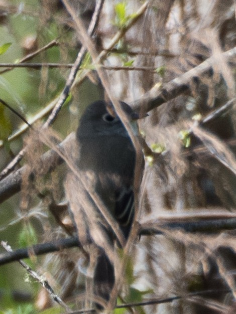 Least Flycatcher - ML631483667