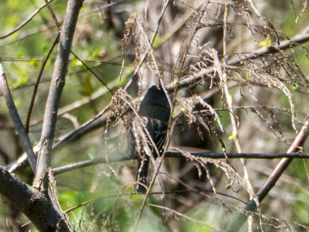 Least Flycatcher - ML631483668