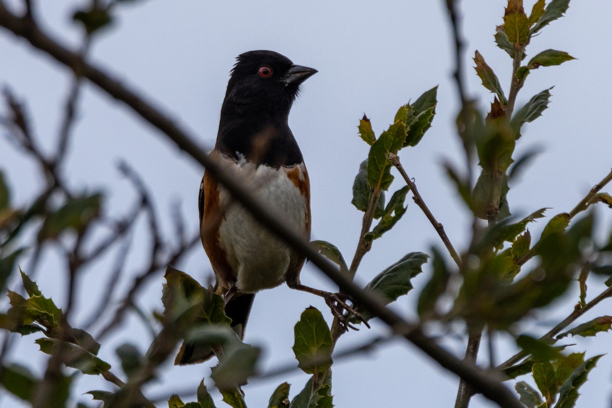 flekktovi - ML631483746