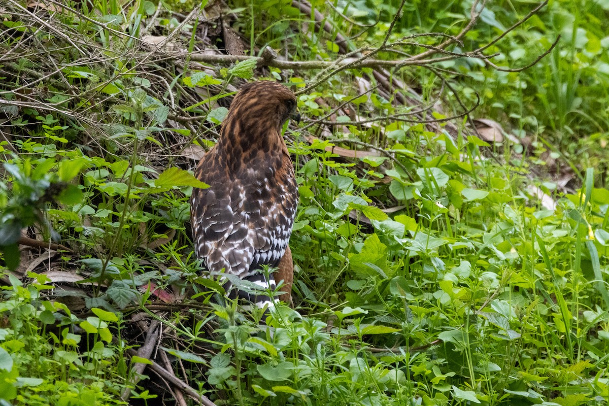 rødvingevåk - ML631483758