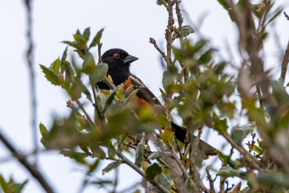 flekktovi - ML631483763