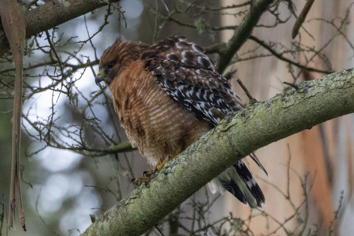 rødvingevåk - ML631483772