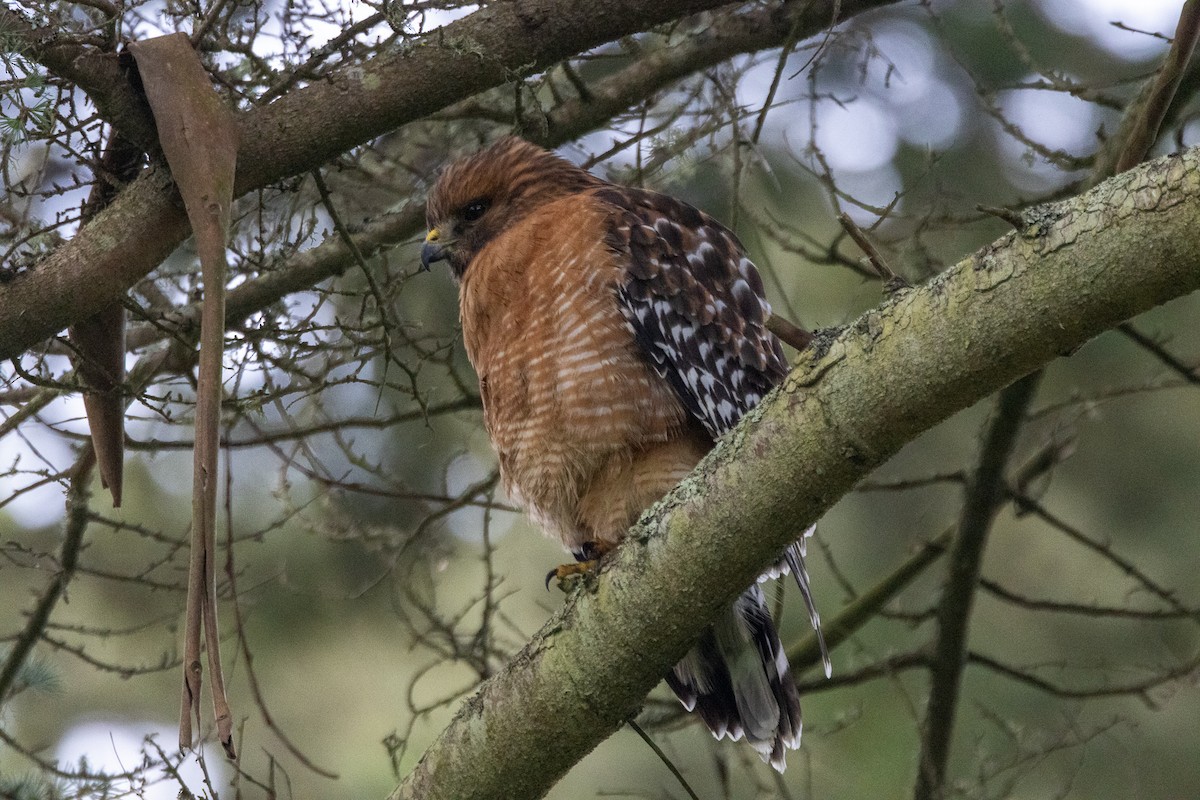 rødvingevåk - ML631483774