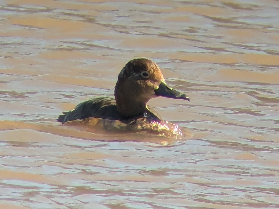 Redhead - ML631484076