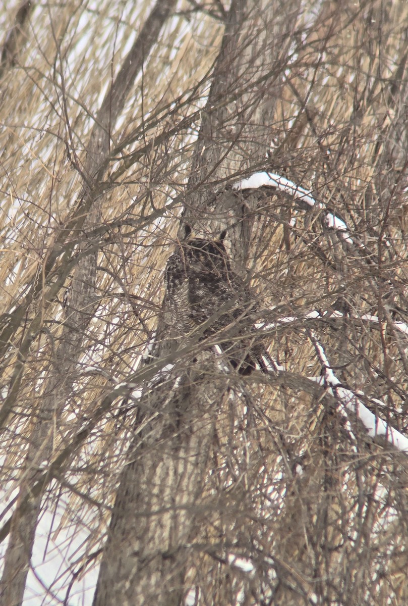 Great Horned Owl - ML631484462