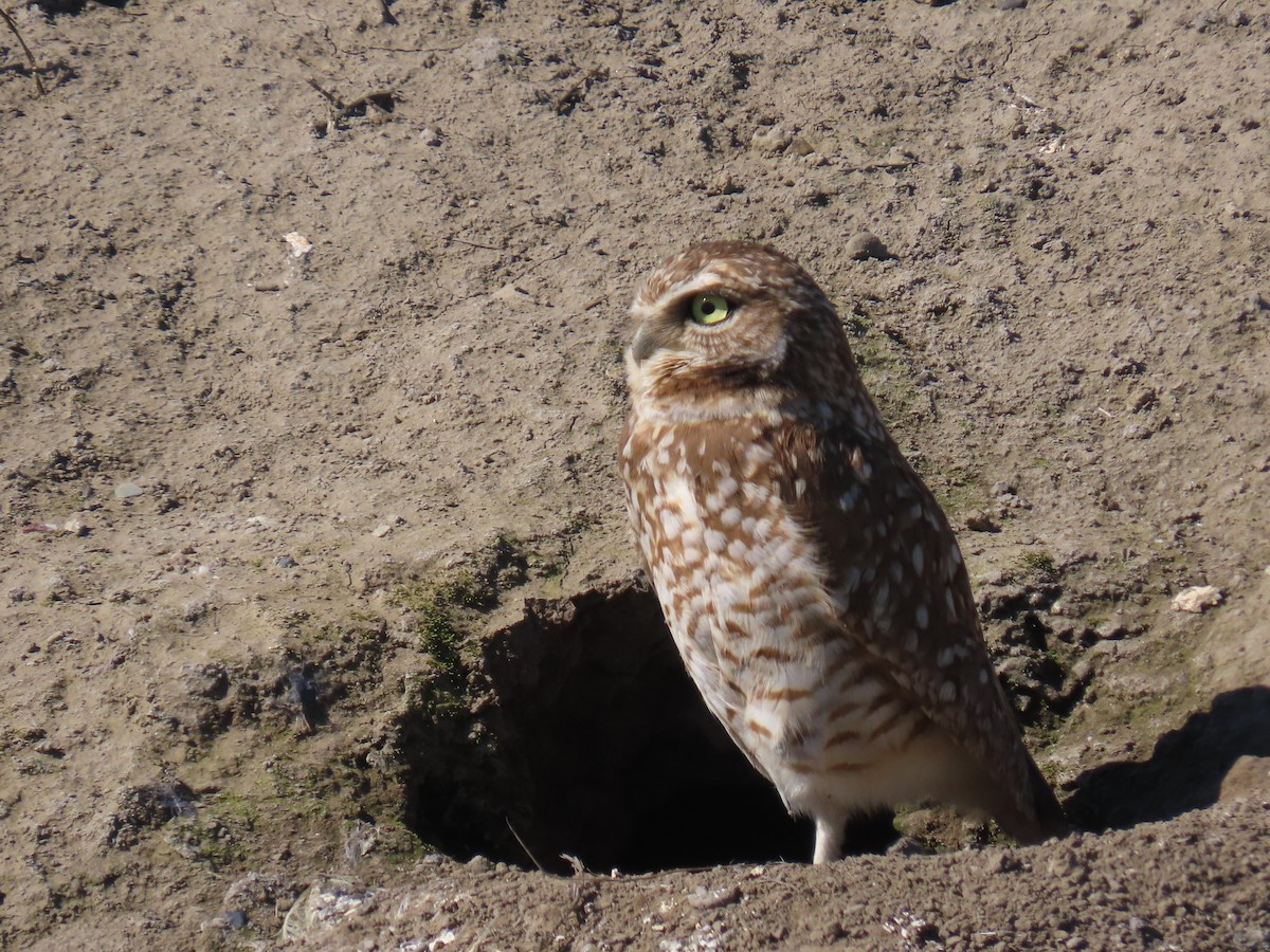 Burrowing Owl - ML631484473