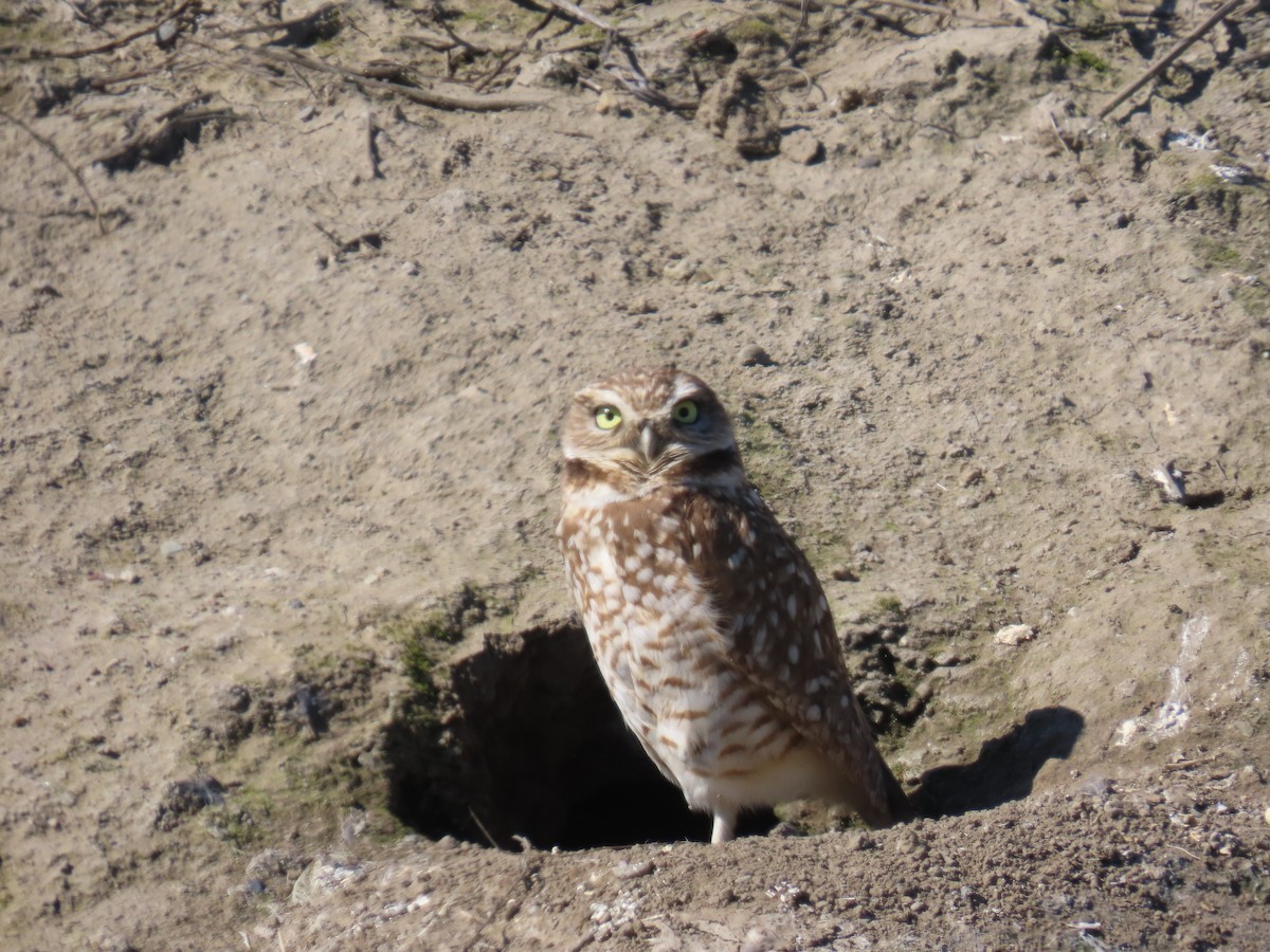 Burrowing Owl - ML631484492