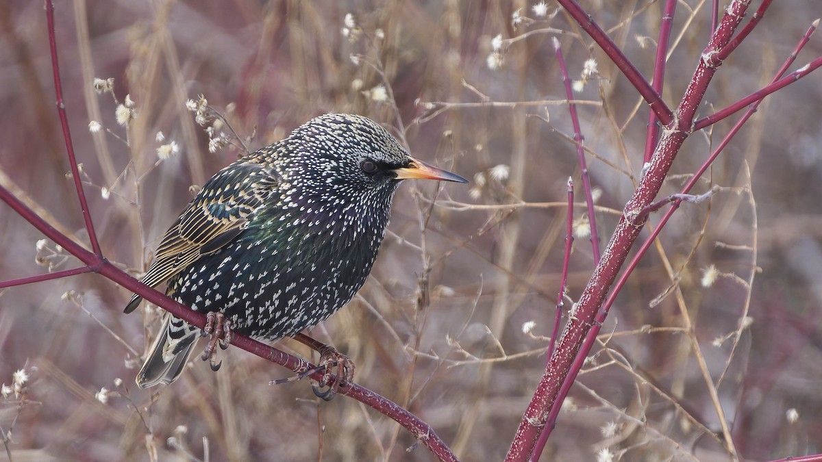 European Starling - ML631484555