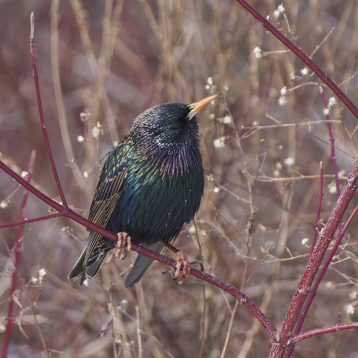 European Starling - ML631484556