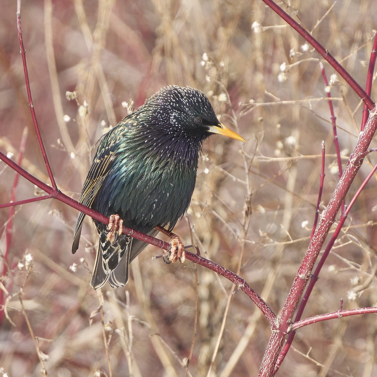 European Starling - ML631484557