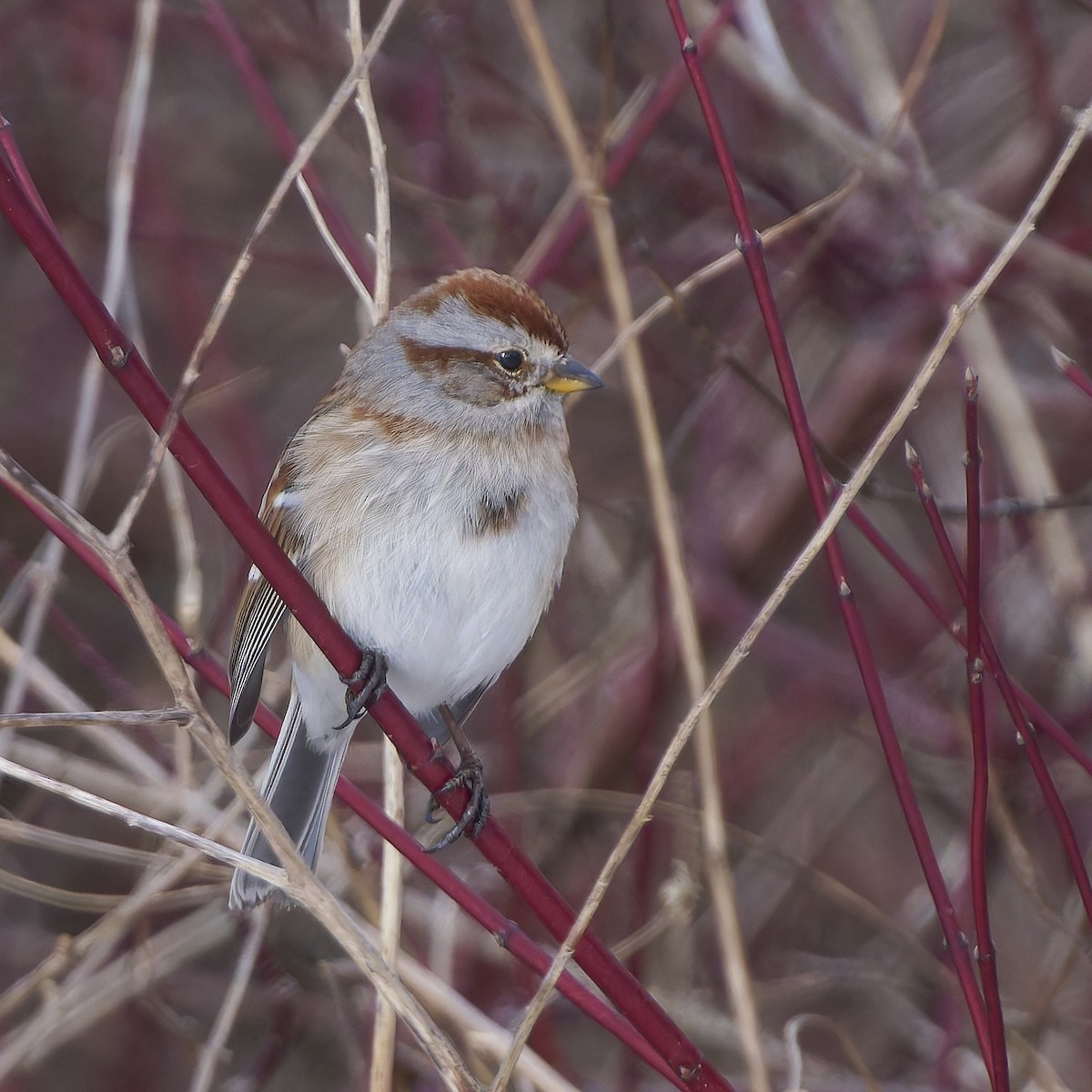 American Tree Sparrow - ML631484586
