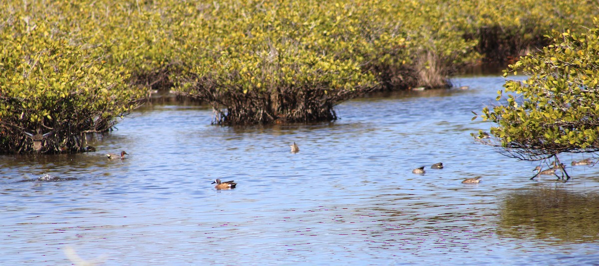 Green-winged Teal - ML631484654