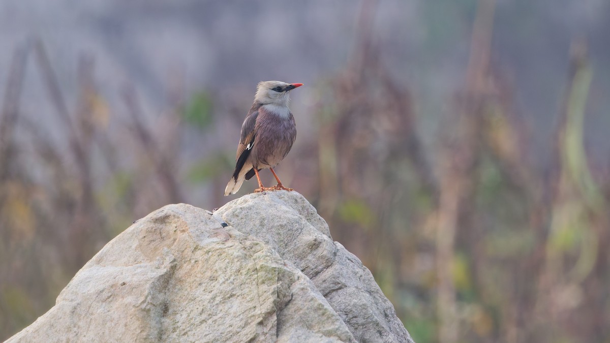 Burmese Myna - ML631484956