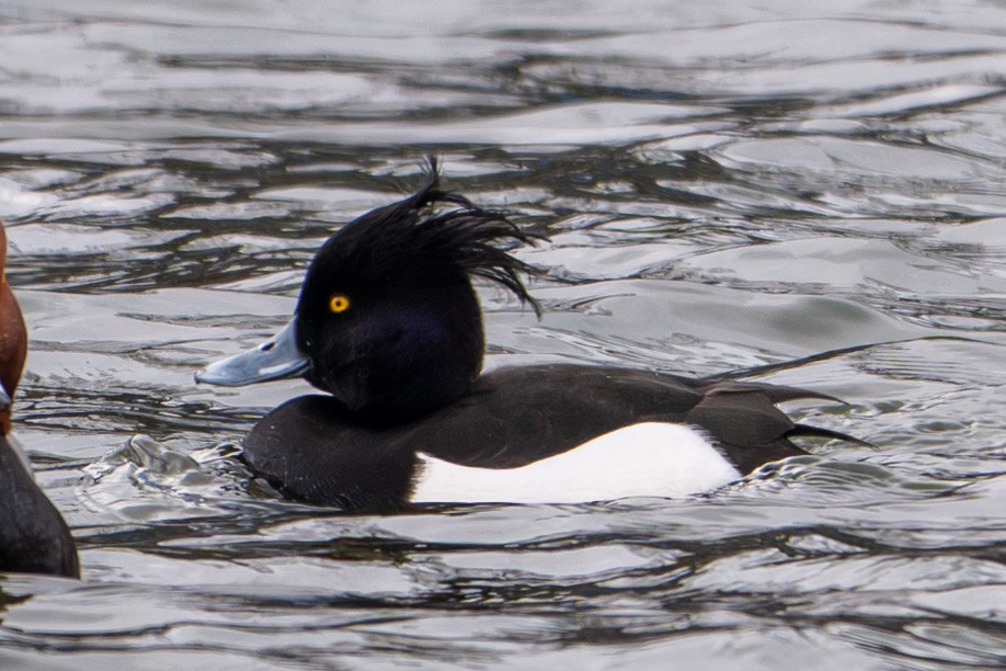 Tufted Duck - ML631484958