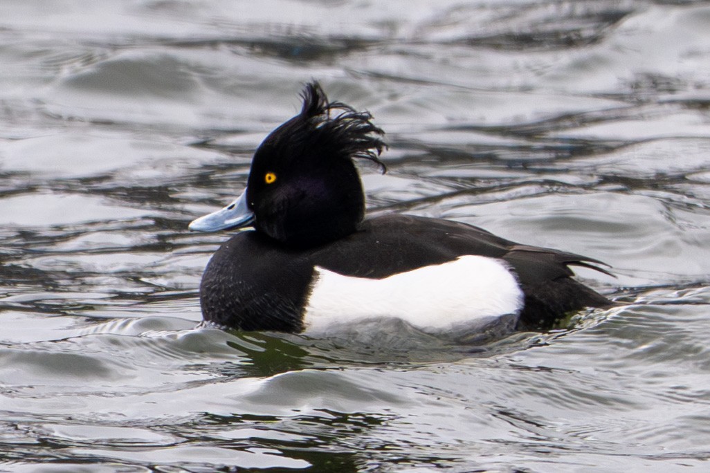 Tufted Duck - ML631484959