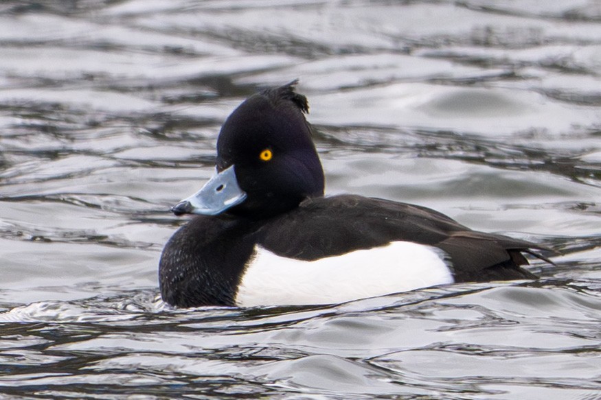 Tufted Duck - ML631484960