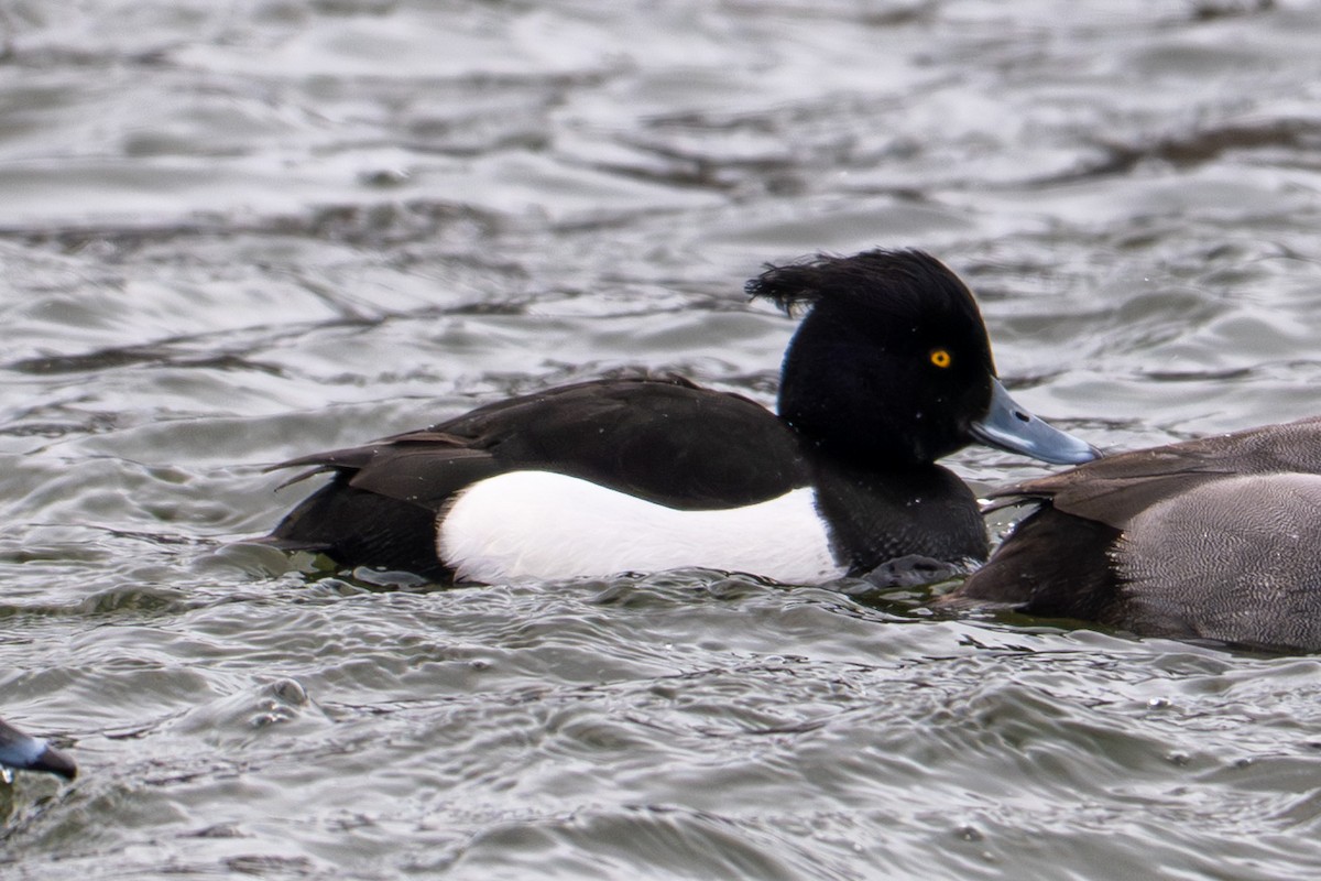 Tufted Duck - ML631484961