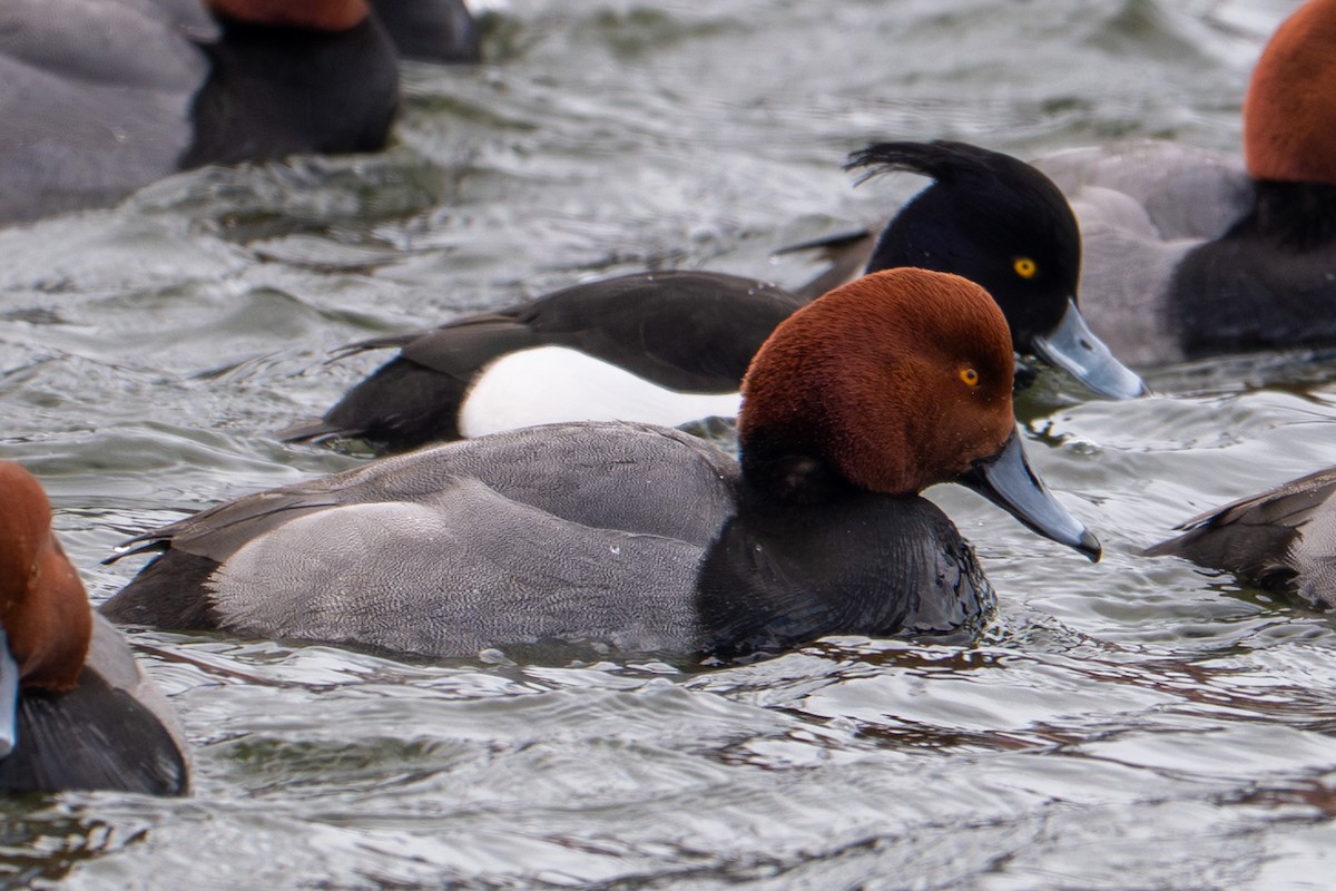 Tufted Duck - ML631484979