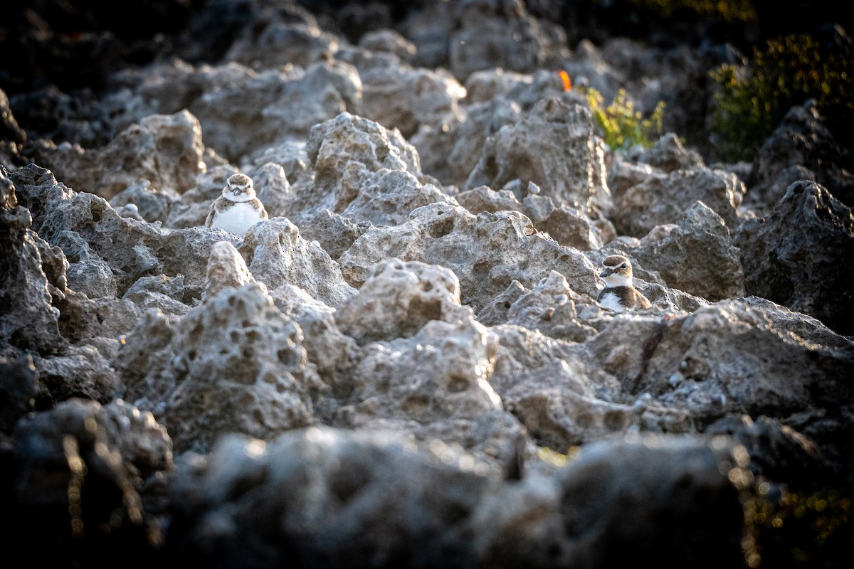Wilson's Plover - ML631485051