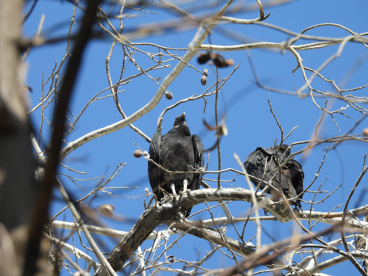 Zopilote beltza - ML631485067