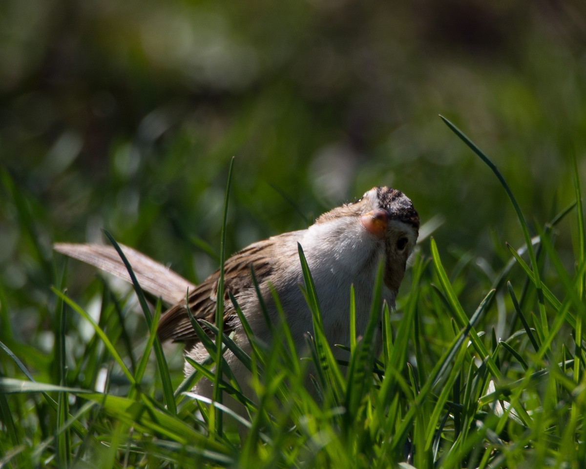 Clay-colored Sparrow - ML631485074